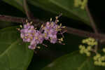 Chinese beautyberry